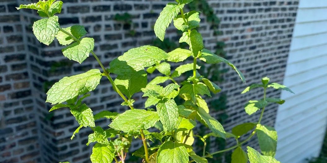 Letter #20 from a Learn-it-all